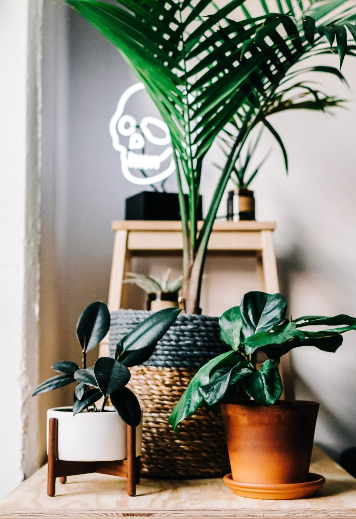 indoor plant smell hacks